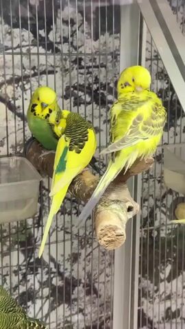 The video shows three budgerigar parrots perched on a branch inside a cage. Two of the birds are huddled together, while the third sits alone, preening its feathers. The cage has a wire mesh front and sides, with a decorative background. A food dish is visible in the lower left corner of the frame.