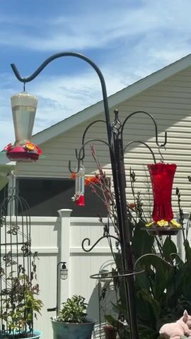 This is a video of a backyard on a sunny day, with a large curved metal pole holding three hummingbird feeders. One feeder is a large, clear plastic one with red accents. Another is a smaller, clear glass feeder with red accents. The third is a red glass feeder with yellow accents. The feeders are hanging at different heights on the pole. In the background, there is a white fence, a house with beige siding, and lush green plants. A black metal trellis with a butterfly design is visible to the left of the pole.