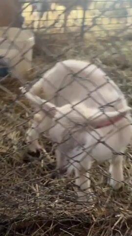 A person's hand pets a small, white goat with a green tag on its ear. The goat is standing on hay and the hand is touching the goat's head. The hand moves away, and the camera angle changes to show the goat standing in a pen made of wire mesh and filled with hay. Another white goat can be seen outside of the pen. The goat in the pen appears to be looking down. The goat outside the pen looks up at the camera.