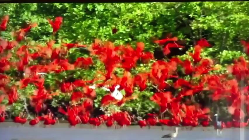 This media file captures a vibrant natural scene featuring a large flock of red birds, likely Scarlet Ibises, perched and in flight amidst dense green foliage. The birds' brilliant red plumage stands in stark contrast to the lush green leaves, creating a visually striking spectacle. Several birds are in mid-air, their wings spread as they navigate through the trees, while others are clustered on branches or along what appears to be a body of water at the bottom of the frame. The water's surface is smooth, reflecting the surrounding environment. In the foreground, a few birds of a different species, possibly wading birds with lighter plumage, are visible near the water's edge. One appears to be foraging, while another stands tall. A single dark-colored bird, possibly a heron or egret, is also present on the right side of the frame, adding to the diversity of avian life. The foliage suggests a tropical or subtropical environment, with a profusion of leaves and branches. The sunlight appears to be bright, illuminating the scene and highlighting the vibrant colors. There is no visible text within the media file. The overall impression is one of abundant wildlife in a verdant habitat, with the overwhelming presence of red birds creating a sense of energy and movement.