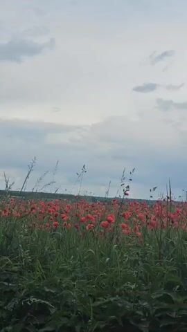 A field of red poppies under a cloudy sky. The camera pans across the field, focusing on the flowers and tall grasses. The sky is a mix of gray clouds and patches of blue sky. The scene is serene and picturesque, evoking a sense of natural beauty and tranquility.