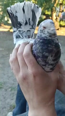 The video shows a close-up of a pigeon being held by a person's hands. The pigeon has a distinctive pattern of white, black, and grey feathers, with some iridescent purple and green highlights on its neck and chest. Its tail feathers are fanned out and are predominantly white with black markings. The bird's eyes are visible, appearing reddish-orange.

The scene appears to be outdoors, with soft, dappled sunlight filtering through trees in the background. The foliage suggests it might be summer or early autumn. The ground is a muted, earthy tone, possibly dirt or gravel. The overall lighting suggests it is daytime, likely late afternoon or early evening given the warm, soft quality of the light. The person's hands are visible holding the pigeon gently, indicating a careful and perhaps affectionate interaction. The person is wearing a blue garment, possibly jeans. There is no visible text in the video. The context provided indicates the location is Ciechanowiec, Poland. The activity is a simple presentation or interaction with the pigeon.