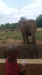 Families visit Jos Wildlife Park observing elephants chimpanzees ostriches