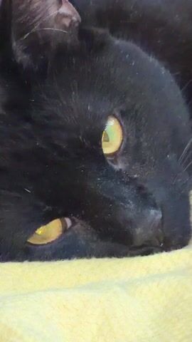 A close-up shot depicts a black cat resting on a yellow surface. The cat's eyes are partially open, revealing golden irises. The cat's head is lying flat, with its face close to the yellow surface. The cat's fur is short and black, and a small portion of its ear is visible. The overall scene suggests the cat is in a relaxed or sleepy state.