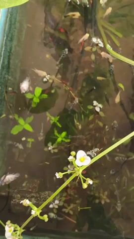 The video shows a top-down view of a shallow body of water, possibly an aquarium or pond. Several small fish, varying in color from black and white to red and pink, swim among aquatic plants and some small white flowers floating on the surface. The water is somewhat murky, and sunlight reflects off its surface, creating ripples. The overall impression is of a peaceful, natural scene with aquatic life.