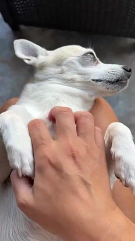 The media file shows a close-up shot of a small, white dog being petted by a person. The dog is lying on its back, with its eyes closed and a content expression on its face, suggesting it is enjoying the attention. The person's hand is visible, gently scratching the dog's chest and neck area. The background is blurred, but appears to be an outdoor setting, possibly a patio or garden, with a dark, textured surface that could be furniture or a wall. The lighting suggests it is daytime, possibly late afternoon or early evening, given the soft light. The overall mood is one of affection and relaxation between the human and the animal. There is no visible text in the media file.