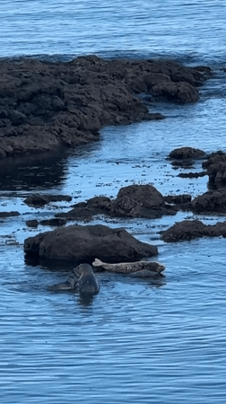 Seals hanging out along the rocky Metchosin coastline