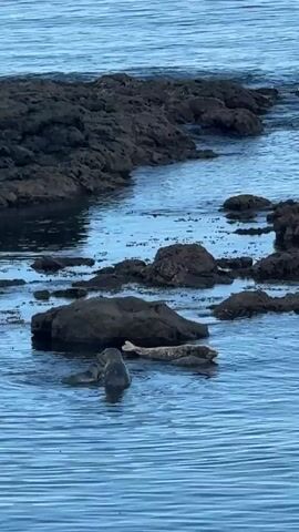 A seal is swimming in the water near some rocks. It pops its head up and looks around. Another seal is lying on a rock in the background. The water is blue and there are dark rocks around the edge of the water.