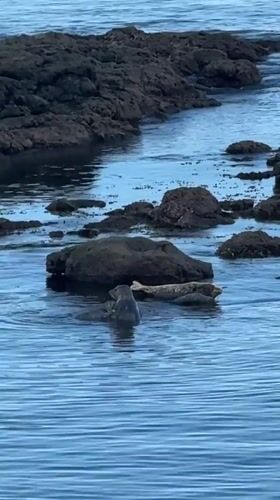 Seals hanging out along the rocky Metchosin coastline