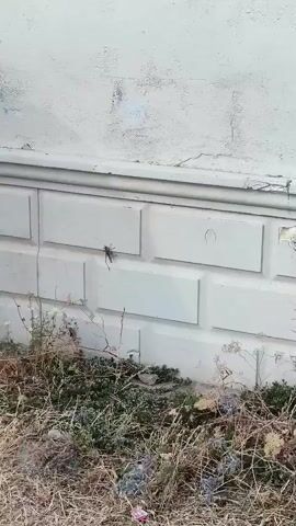 A grasshopper is shown on a white brick wall. The grasshopper is positioned on the right side of the frame and faces to the left. The grasshopper is mostly dark brown and black with some lighter brown markings. The grasshopper's antennae are long and thin. The grasshopper's legs are visible, and it appears to be clinging to the wall. The wall is made of rectangular bricks that are arranged in a pattern. The wall is white and appears to be old, with some discoloration and chipping. The ground in front of the wall is covered with dry grass and some small plants. The video is filmed from a slightly low angle, looking up at the grasshopper and the wall.