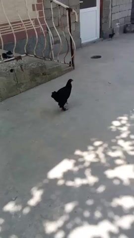 A black chicken walks across a concrete patio. The chicken is facing right and appears to be an adult. The patio is surrounded by a brick wall and a metal railing. There is a white door in the background. The lighting is bright and sunny, casting shadows on the patio. The scene is outdoors.