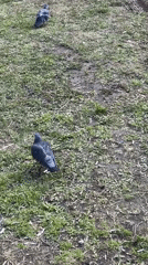 Spring day scenes captured in Izhevsk: pigeons, child, street life