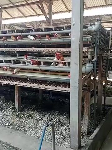 The video shows a close-up view of a multi-tiered chicken coop. Numerous chickens are visible in cages stacked several layers high. The cages appear to be made of metal or wire mesh, and they are suspended on a wooden or metal frame. Below the cages, a thick layer of chicken droppings covers the ground. Water pipes run along the top of the cages, likely for feeding the chickens. The overall environment appears to be an agricultural setting, likely a farm or processing facility. The video is shot from a slightly elevated angle, looking across the length of the coop.
