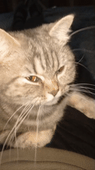Tabby cat enjoys quiet afternoon with owner in Puchezh
