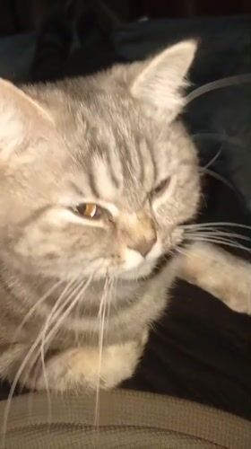 Tabby cat enjoys quiet afternoon with owner in Puchezh