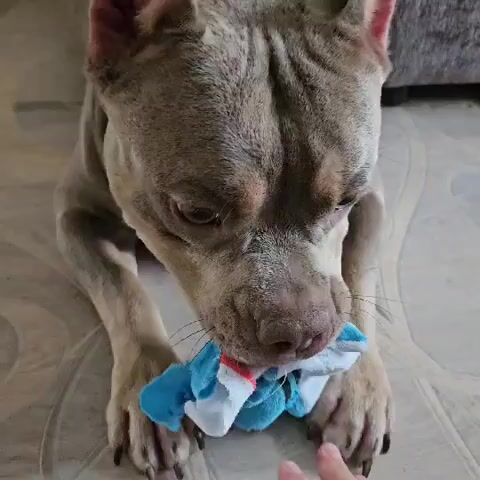 A dog is playing with a toy that appears to be a small stuffed animal, possibly a blue shark with red and white accents. The dog is lying on a tiled floor and is holding the toy in its mouth. A human hand is visible in the foreground, reaching towards the dog and the toy. The dog's head is lowered, and it seems to be looking at the toy or the hand. The video is shot from a close-up perspective, focusing on the dog's face and the interaction.