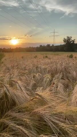 The video shows a field of wheat at sunset. The sun is setting on the left side of the frame, casting a warm glow over the field. Tall power lines stretch across the sky, with a transmission tower visible in the distance. The wheat stalks are golden brown and swaying gently in the breeze. The sky is a mix of blue and orange, with a few clouds scattered about. The overall scene is peaceful and serene.