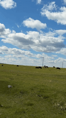 Cattle graze peacefully in sunny Russian field