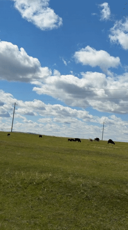 Cattle graze peacefully in sunny Russian field