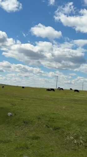 Cattle graze peacefully in sunny Russian field