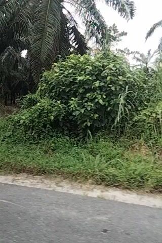 The video shows a roadside view with palm trees on the left and a paved road on the right. The camera appears to be moving, suggesting it is filmed from a vehicle. The overall scene is green with foliage and grass along the roadside, and the sky is overcast. There are no people or discernible objects of interest visible in the frame. The image is somewhat blurry, likely due to motion.