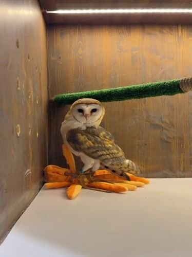 Up close with owls at a hands-on bird experience in Khimki