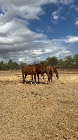 Two brown horses stand in a dry, dusty enclosure. One horse is facing left and appears to be looking at the camera. The second horse is facing right and has its head down, eating. The background features a fence and trees, under a partly cloudy blue sky.