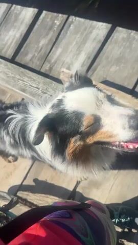 The video shows a dog lying on a wooden deck next to a body of water. The dog is mostly white with black and gray markings on its head and back. The dog looks out at the water, which has some green vegetation growing in it. The background shows green trees and a blue sky. The camera angle changes throughout the video, but the focus remains on the dog and the water.