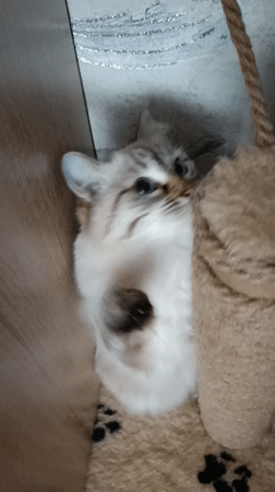 Daily life moments captured across Noviy, Russia morning