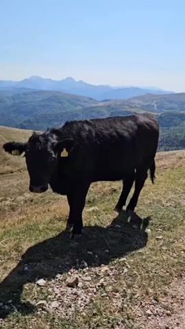 A black cow stands in a grassy, mountainous landscape. The cow has yellow tags on its ears. The background shows rolling hills and mountains under a clear blue sky. The sun casts a shadow of the cow on the ground. The camera is positioned at eye level with the cow.