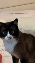 Domestic moments captured in Russian household: cat, family, bathroom