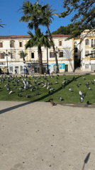 Morning scenes captured in Tangier: pigeon feeding, scooter ride