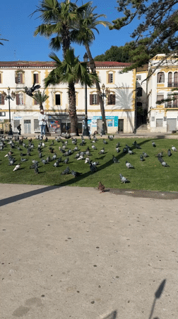 Morning scenes captured in Tangier: pigeon feeding, scooter ride