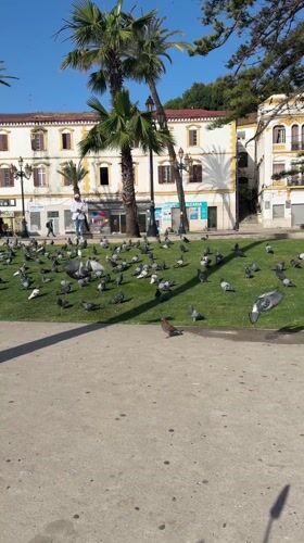 Morning scenes captured in Tangier: pigeon feeding, scooter ride