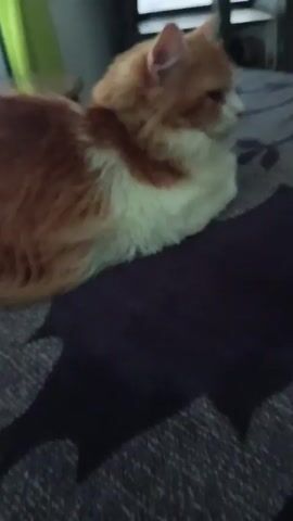 The video shows an orange and white cat resting on a dark gray blanket with a leaf-like pattern. The cat is lying down, facing to the right. Its fur is long and fluffy, with orange patches on its back, head, and tail, and white fur on its chest, belly, and face. The background is out of focus but appears to be an indoor setting with a window, a lamp, and some furniture. The lighting is dim, suggesting it might be evening or a cloudy day. The cat seems relaxed and is not moving much.