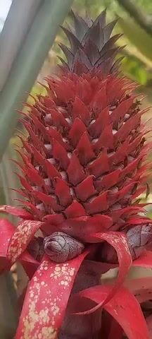A close-up video shows a red pineapple flower with dark green leaves. The flower is elongated and composed of many small, spiky, red petals. At the base of the flower, there are some purplish structures. The video shows a slow zoom out, revealing more of the pineapple plant and its surroundings, which include other green leaves and some blurry background elements. The lighting suggests it is daytime outdoors.