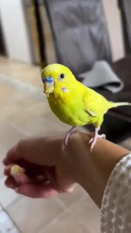 A bright yellow budgie with blue markings on its cere is perched on a person's left hand and wrist, eating a small piece of food held in the person's fingers. The budgie is facing the camera with its beak open, showing the food it is consuming. Its feet are gripping the person's skin, and a pink string is tied around the person's wrist. The background is blurred, showing a tiled floor and what appears to be furniture.
