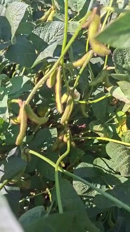 The video shows a close-up of soybean plants with developing pods. The camera then pans out to reveal a vast field of soybean plants stretching towards the horizon under a clear blue sky. The overall scene depicts a healthy and extensive soybean crop.