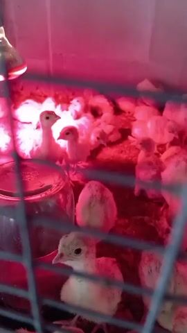 This video shows a close-up view of a group of young turkey chicks in a cage. The chicks are mostly fluffy and light-colored, with some appearing slightly pinkish. They are clustered together under a red heat lamp, which casts a warm, reddish glow over the scene. In the foreground, several chicks are visible through the metal bars of the cage. One chick in the center foreground has its head turned towards the camera, showing its dark eyes and beak. Behind it, other chicks are huddled together, some looking up towards the heat lamp. In the background, a larger group of chicks is visible, also bathed in the red light. A glass jar, possibly a water dispenser, is also present in the cage. The setting appears to be an indoor enclosure, likely a brooder, designed to keep the young birds warm and safe. The red light suggests this is either nighttime or the room is intentionally kept dark to regulate the chicks' environment. There is no visible text in the video.