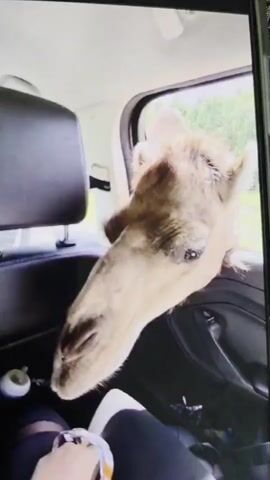 The video captures a close-up interaction between a person inside a car and a camel. The main subjects are a camel's head and neck, and a human hand. The scene is set within the interior of a vehicle, looking out through an open window.

A person's hand, presumably from a passenger, is extended into the view, holding several small, orange-colored food items, which appear to be animal treats or pellets. The camel, with its light brown fur and long snout, is leaning its head into the car through the open window, gently taking the food from the person's hand. Its large, dark eyes are visible, focused on the food.

The car's interior is partially visible, showing the black headrest of a front seat (either driver's or passenger's) and parts of the dashboard or door panel. An orange bag or wrapper is seen near the person's leg, and a baby bottle or similar container is placed in a cup holder.

The activity clearly depicts the feeding of an animal, suggesting an experience at a drive-through safari park or a similar animal attraction where visitors can interact with wildlife from their vehicles. The background outside the car shows green foliage, indicating an outdoor, natural or semi-natural environment. The lighting suggests it is daytime. The interaction appears calm and gentle, with the camel patiently accepting the food. Audio includes background chatter, potentially from other people in the car, possibly including a child's voice. No visible text is present in the video.