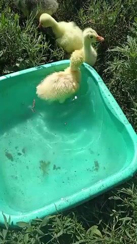 A group of yellow ducklings are seen playing in and around a green plastic tub filled with water. One duckling is actively splashing in the water, while others are on the grass surrounding the tub. Some of the ducklings are partly obscured by grass. The environment appears to be outdoors, with green grass and sunlight.