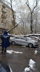 Heavy snow brings down multiple trees across Moscow