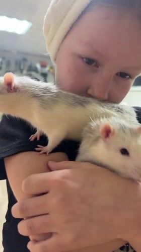 Girl displays pet rats in Dubovaya, Russia