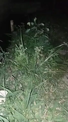 This is a video of overgrown green grass and foliage at night. There is a light source illuminating the scene from the left, creating shadows and highlighting the textures of the grass. A white object is partially visible in the bottom left corner. The background is dark and indistinct.