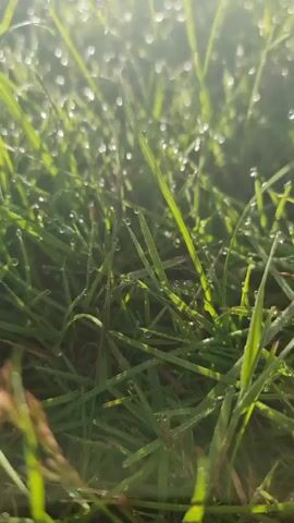 A close-up, low-angle video captures blades of green grass covered in small water droplets. The sun shines brightly from the upper left, creating lens flare and highlighting the dew. The focus shifts slightly throughout the short clip, giving a sense of gentle movement.