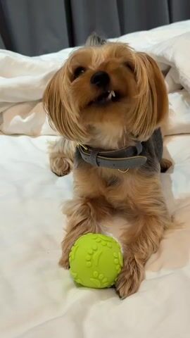 A Yorkshire Terrier dog lies on a white bed with a green ball in front of its paws. The dog is wearing a grey collar. The background is a white duvet and grey curtains. The dog is looking directly at the camera with its mouth slightly open. The scene appears to be indoors, likely in a bedroom. The lighting suggests daytime. There is no visible text.