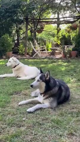 Here is a detailed description of the video:

The video shows two dogs resting on a green lawn in a garden setting. One dog is predominantly white, while the other is a husky with a mix of grey, black, and white fur. Both dogs are lying down, seemingly relaxed in the outdoor environment.

In the background, there's a pergola-like structure with some plants, including hanging baskets, adorning it. White rocking chairs and a small table are visible near the pergola. The entire scene is bathed in natural sunlight, creating a peaceful and serene atmosphere. The camera is relatively still, offering a clear view of the dogs and the surrounding garden.