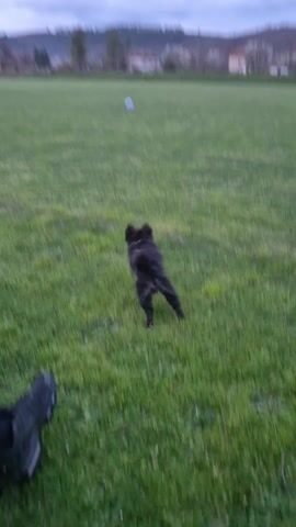 A small, black dog carries a white ball across a grassy field. The dog is running towards the camera, which is focused at a low angle. A person's leg and shoe are visible in the lower left corner of the frame, indicating that the video is being recorded from a stationary position. In the background, there are houses, trees, and a cloudy sky. The lighting suggests it is either early morning or late afternoon.