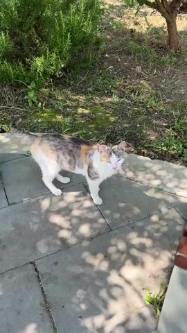 This is a video clip of a calico cat outdoors. The cat is primarily white with patches of gray, orange, and black. It is sitting on a paved surface that appears to be a patio or walkway, with dappled sunlight filtering through the leaves of nearby trees. Behind the cat, there is a large, green rosemary bush and other vegetation. The ground is covered in grass and dry leaves. The cat blinks and sticks its tongue out briefly. The overall scene suggests a warm, sunny day in a garden or yard. There is no visible text in the clip. The location context suggests this setting is in the Mysivske rural settlement in Ukraine.