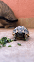Young tortoise feeding and movement documented in Budva, Montenegro